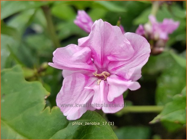 Phlox 'Zenobia' | Hoge vlambloem, Vlambloem, Flox, Floks | Hohe Flammenblume