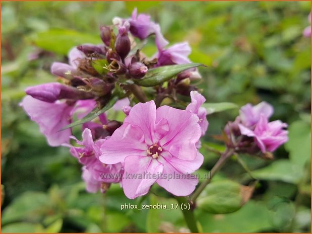 Phlox 'Zenobia' | Hoge vlambloem, Vlambloem, Flox, Floks | Hohe Flammenblume