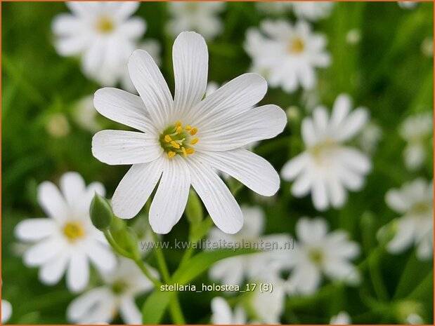 Stellaria holostea | Grootbloemig muur, Grote muur, Muur | Großblütige Sternmiere