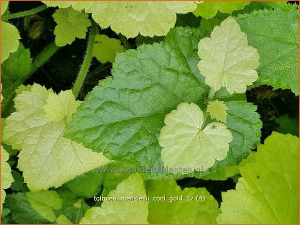 Tolmiea menziesii 'Cool Gold' | Kindje-op-moeders-schoot | Henne mit Küken