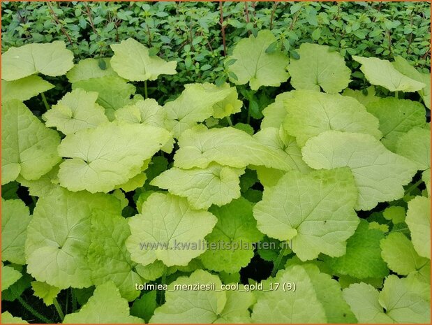 Tolmiea menziesii 'Cool Gold' | Kindje-op-moeders-schoot | Henne mit Küken