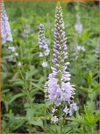 Veronica longifolia 'Lila Karina' | Lange ereprijs, Ereprijs | Langblättriger Ehrenpreis