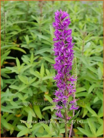 Veronica longifolia 'Sonja' | Lange ereprijs, Ereprijs | Langblättriger Ehrenpreis