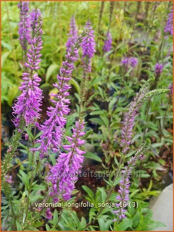 Veronica longifolia 'Sonja' | Lange ereprijs, Ereprijs | Langblättriger Ehrenpreis