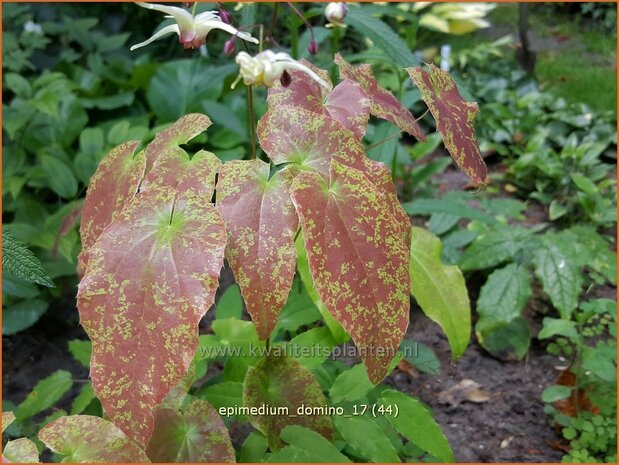 Epimedium 'Domino' | Elfenbloem | Elfenblume