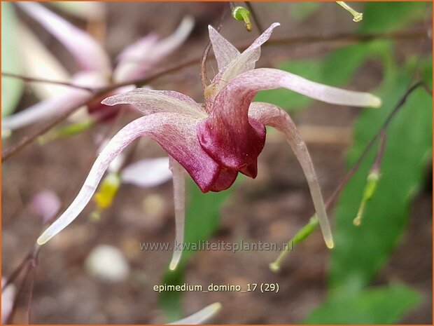 Epimedium 'Domino' | Elfenbloem | Elfenblume