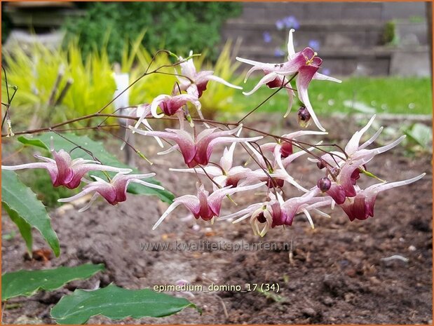 Epimedium 'Domino' | Elfenbloem | Elfenblume