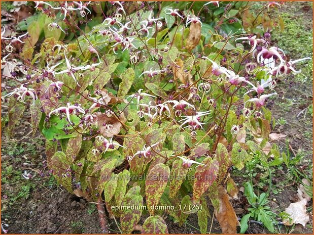 Epimedium 'Domino' | Elfenbloem | Elfenblume