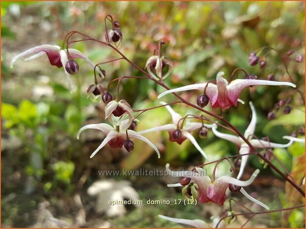 Epimedium 'Domino' | Elfenbloem | Elfenblume