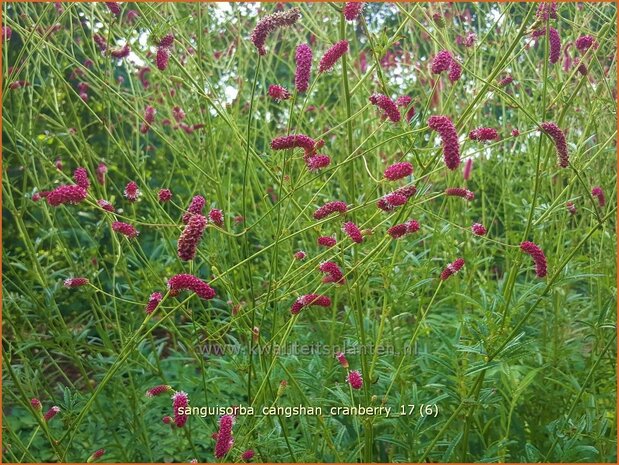 Sanguisorba 'Cangshan Cranberry' | Pimpernel, Sorbenkruid | Wiesenknopf