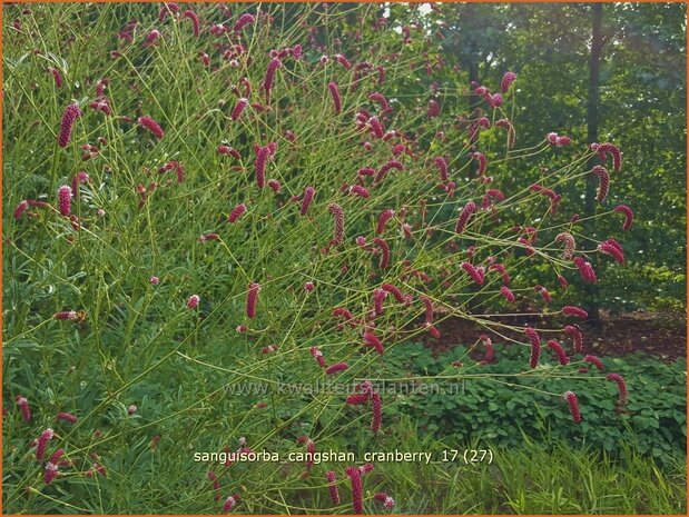 Sanguisorba 'Cangshan Cranberry' | Pimpernel, Sorbenkruid | Wiesenknopf