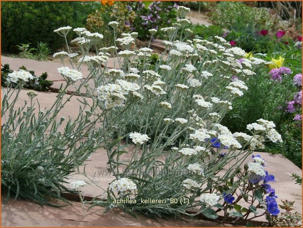 Achillea kellereri | Duizendblad | Silbergarbe