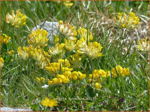 Anthyllis vulneraria | Rode wondklaver, Wondklaver | Gewöhnlicher Wundklee