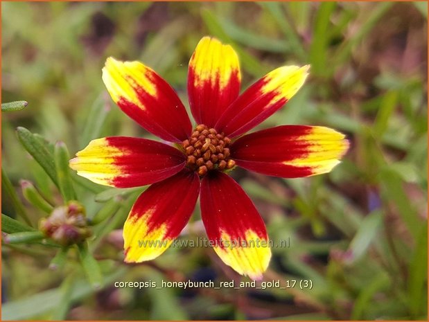 Coreopsis 'Honeybunch Red and Gold' | Meisjesogen | Quirlblättriges Mädchenauge