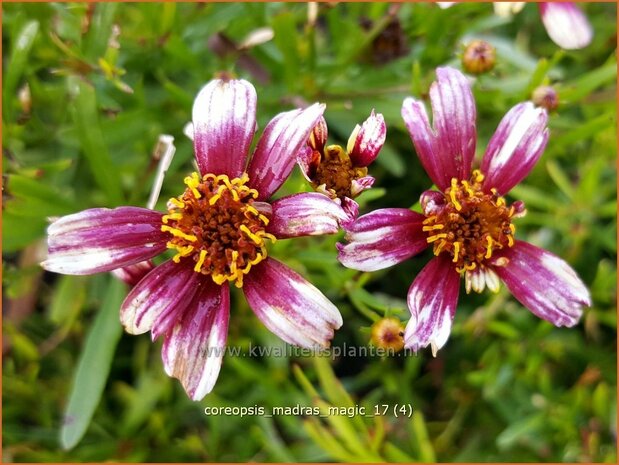 Coreopsis 'Madras Magic' | Meisjesogen | Mädchenauge