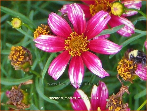 Coreopsis 'Madras Magic' | Meisjesogen | Mädchenauge