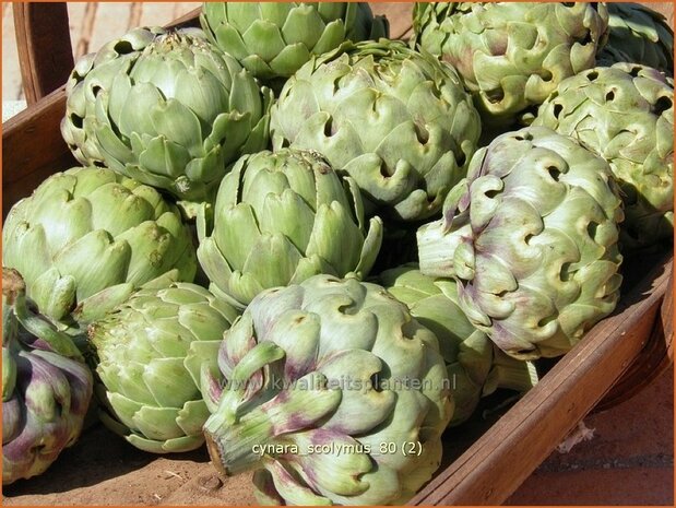 Cynara scolymus | Artisjok, Kardoen | Artischocke