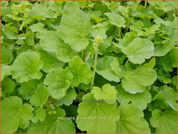 Heuchera 'Blondie in Lime' | Purperklokje | Purpurglöckchen