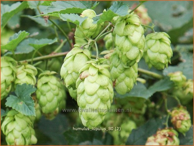 Humulus lupulus | Hop | Hopfen