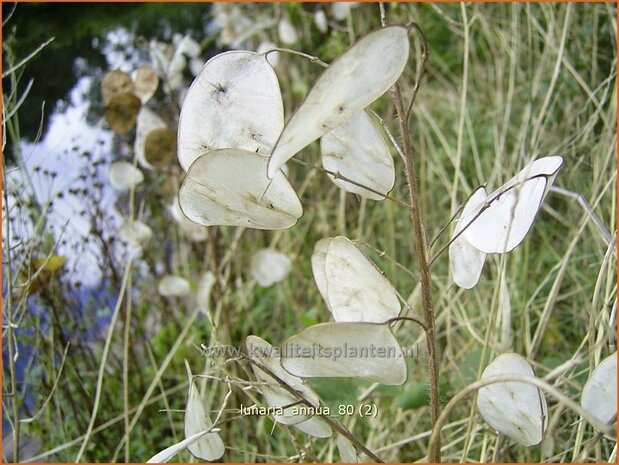 Lunaria annua | Judaspenning | Einjähriges Silberblatt