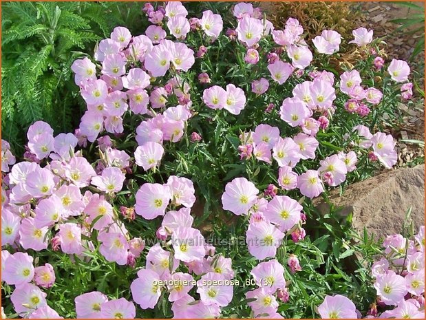 Oenothera speciosa | Teunisbloem | Prächtige Nachtkerze