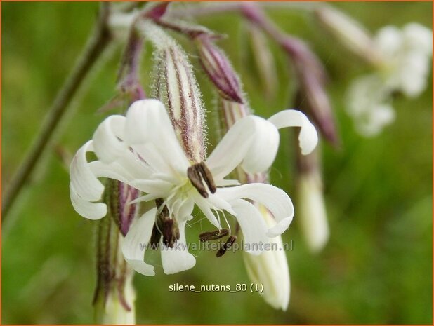 Silene nutans | Nachtsilene, Lijmkruid | Nickendes Leimkraut