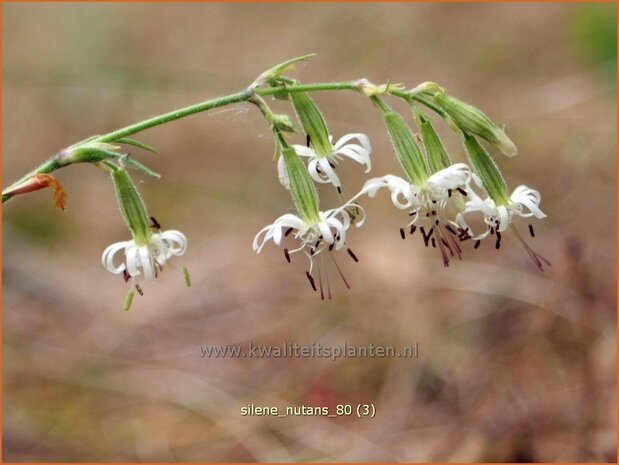 Silene nutans | Nachtsilene, Lijmkruid | Nickendes Leimkraut