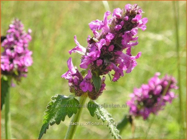 Stachys officinalis | Betonie, Koortskruid, Andoorn | Echter Ziest