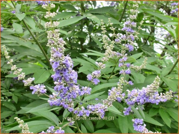 Vitex agnus-castus | Monnikenpeper | Mönchspfeffer