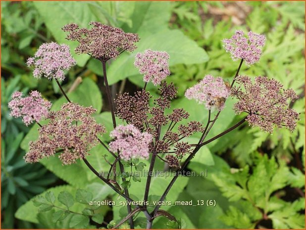 Angelica sylvestris 'Vicar's Mead' | Engelwortel | Wald-Engelwurz