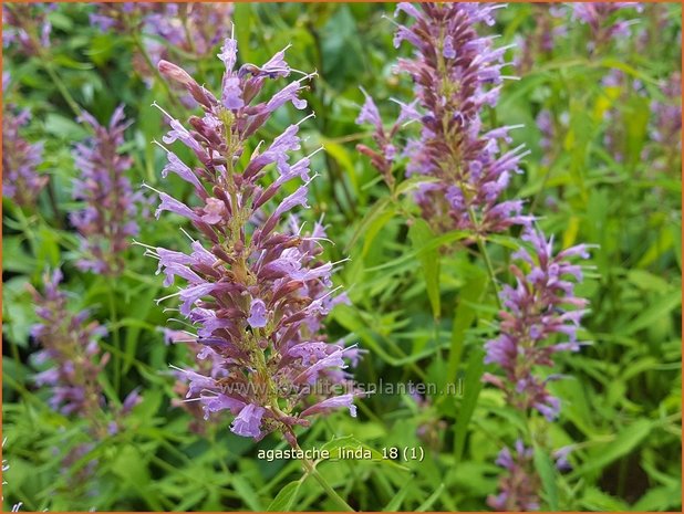 Agastache 'Linda' | Dropplant, Anijsnetel | Duftnessel