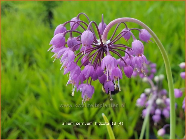 Allium cernuum 'Hidcote' | Amerikaanse look, Sierui, Look | Nickender Lauch