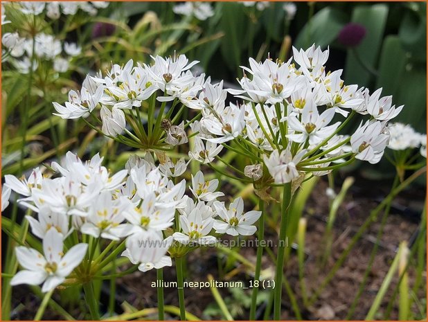 Allium neapolitanum | Bruidsuitje, Look | Mediterraner Lauch