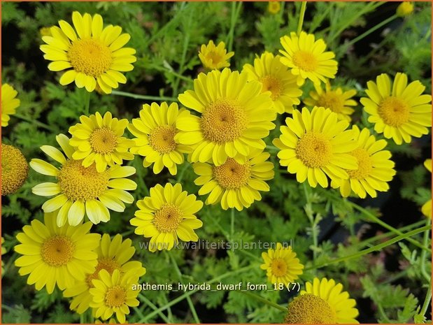 Anthemis hybrida 'Dwarf Form' | Gele kamille, Verfkamille, Kamille | Färberkamille