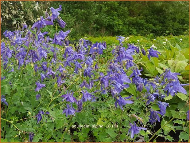 Aquilegia alpina | Akelei | Alpen-Akelei