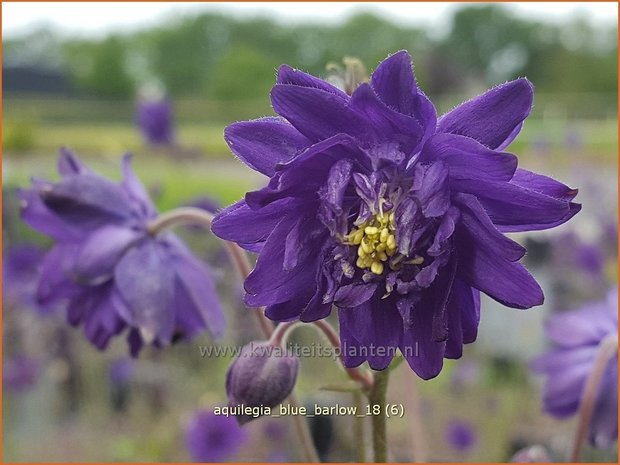 Aquilegia 'Blue Barlow' | Akelei | Akelei