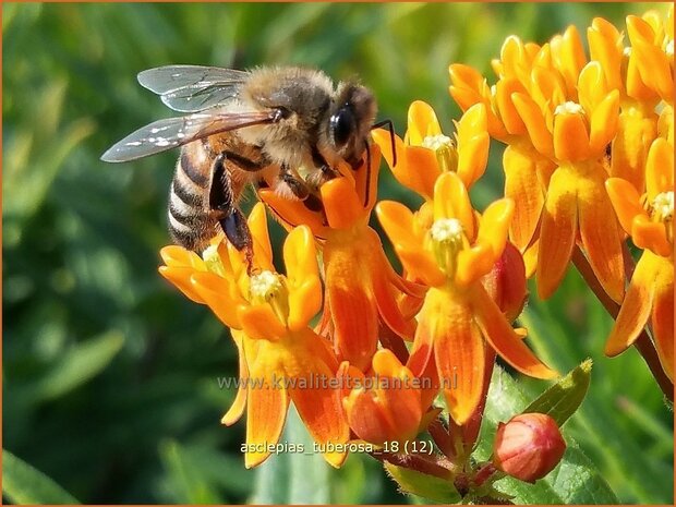 Asclepias tAsclepias tuberosa | Knolzijdeplant, Zijdeplant | Knollige Seidenpflanzeuberosa | Knolzijdeplant, Zijdeplant | Knoll