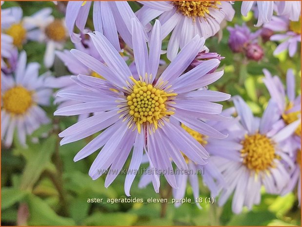 Aster ageratoides 'Eleven Purple' | Aster | Ageratum-ähnliche Aster