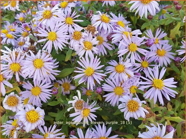 Aster ageratoides 'Eleven Purple' | Aster | Ageratum-ähnliche Aster