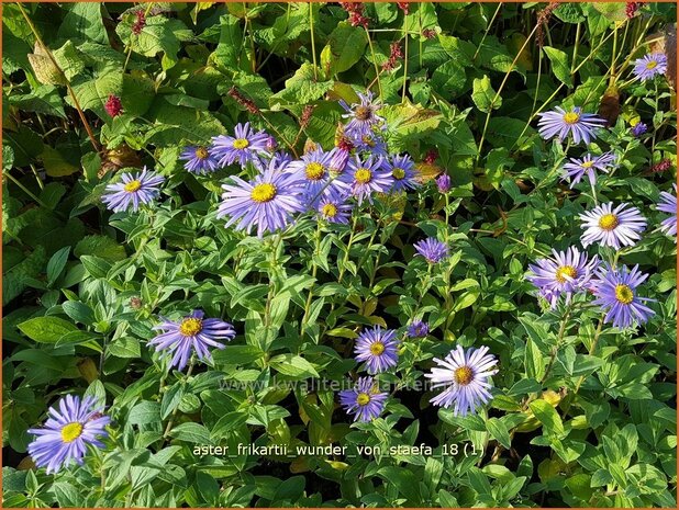 Aster frikartii 'Wunder von Stäfa' | Aster | Frikarts Aster