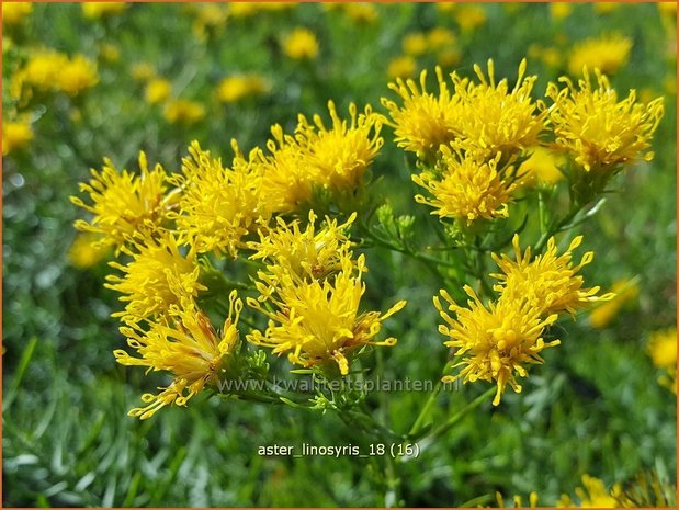 Aster linosyris | Aster | Goldhaar-Aster