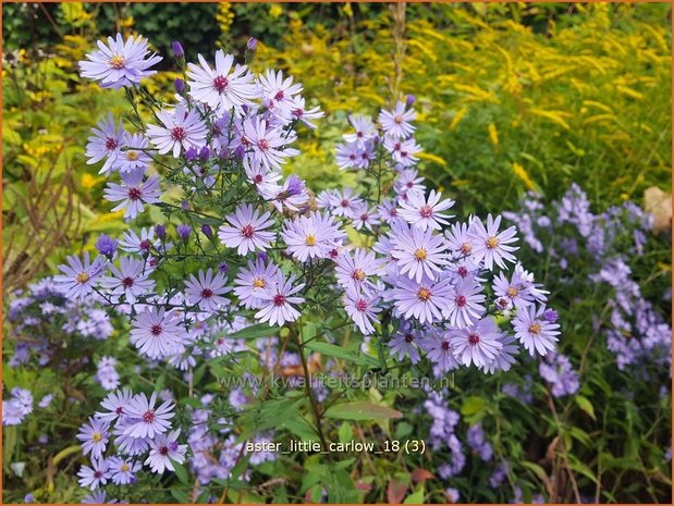 Aster 'Little Carlow' | Aster | Aster