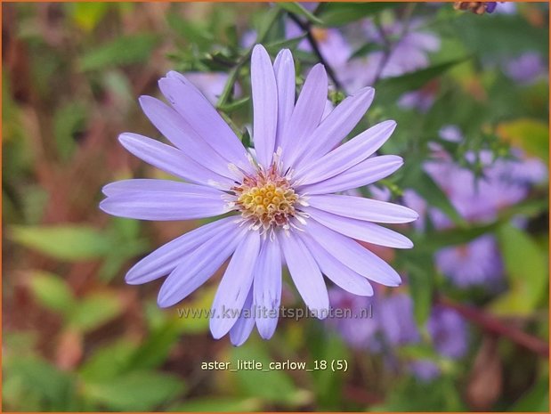 Aster 'Little Carlow' | Aster | Aster