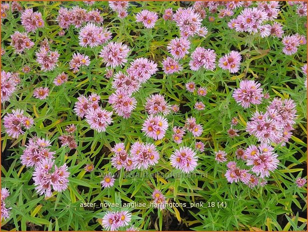 Aster novae-angliae 'Harrington's Pink' | Nieuw-Engelse aster, Herfstaster, Aster | Raublatt-Aster