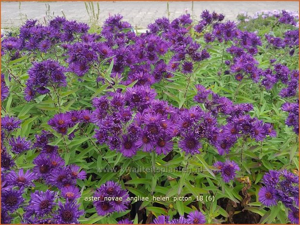 Aster novae-angliae 'Helen Picton' | Nieuw-Engelse aster, Herfstaster, Aster | Raublatt-Aster