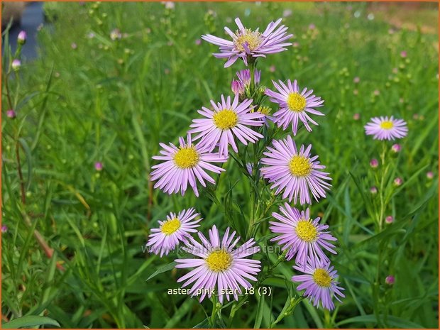 Aster 'Pink Star' | Aster | Aster