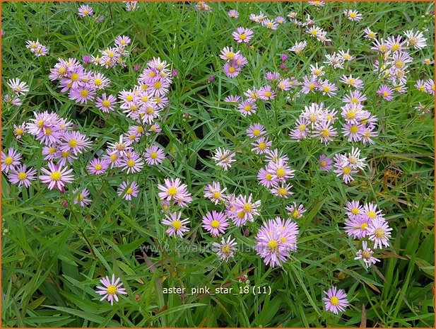 Aster 'Pink Star' | Aster | Aster