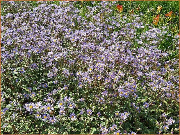 Aster radula 'August Sky' | Aster | Raspel-Aster