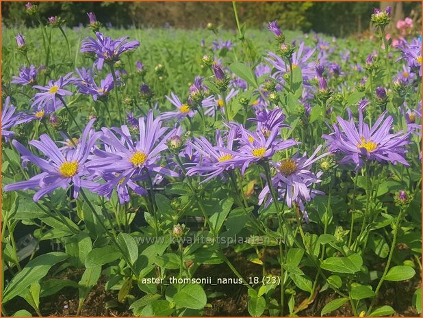 Aster thomsonii 'Nanus' | Aster | Thomsons Aster