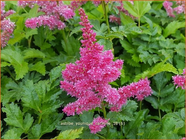 Astilbe 'Younique Carmine' | Pluimspirea, Spirea | Prachtspiere